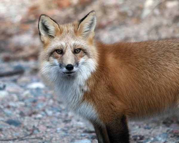 狐狸红狐动物特写在森林岩石上 背景模糊 周围环境模糊 显示其毛皮 浓密的尾巴 — 图库照片