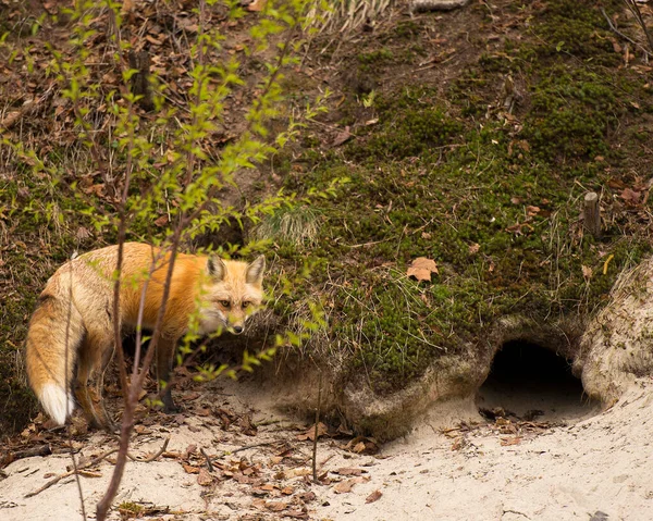 Fox Red Fox animal  close-up profile view on a rock in the forest with blur background its surrounding and environment, displaying its fur, head, eyes, ears, nose, paws, bushy tail.