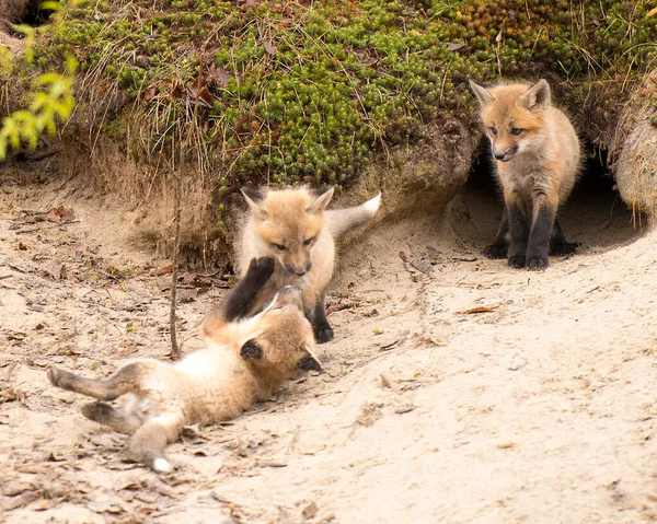 Fuchs Red Fox Baby Animal Kit Füchse Spielen Eingang Der — Stockfoto