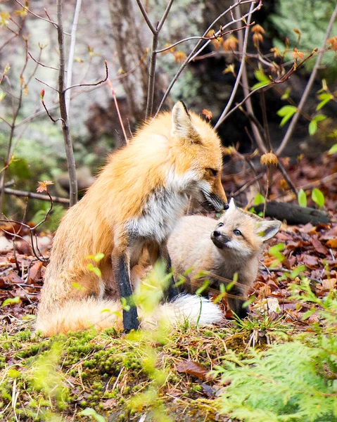 Fox Red Fox Mãe Animal Kit Fox Interagindo Floresta Seu — Fotografia de Stock