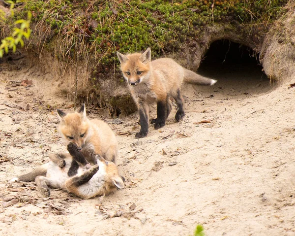 Red Fox Baby Kit Lišky Lese Doupě Hrát Interakci Mezi — Stock fotografie