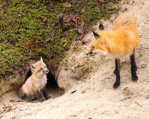 Fox Red Fox Zvíře Zblízka Profil Pohled Skálu Lese Rozmazaným — Stock fotografie