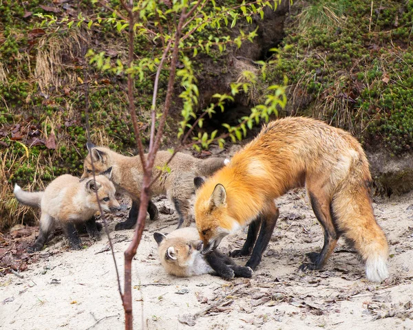 Fuchs Red Fox Tier Nahaufnahme Profil Ansicht Auf Einem Felsen — Stockfoto