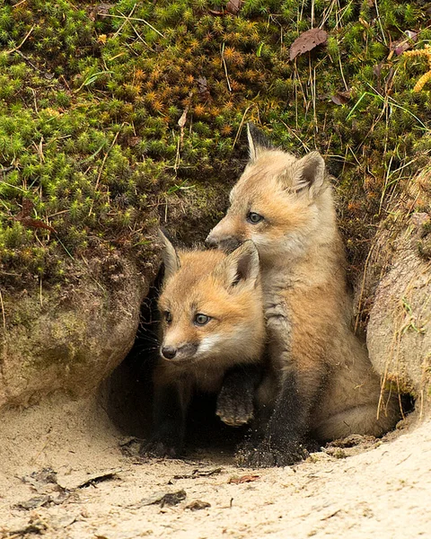 Fox Red Fox animal  close-up profile view on a rock in the forest with blur background its surrounding and environment, displaying its fur, head, eyes, ears, nose, paws, bushy tail.