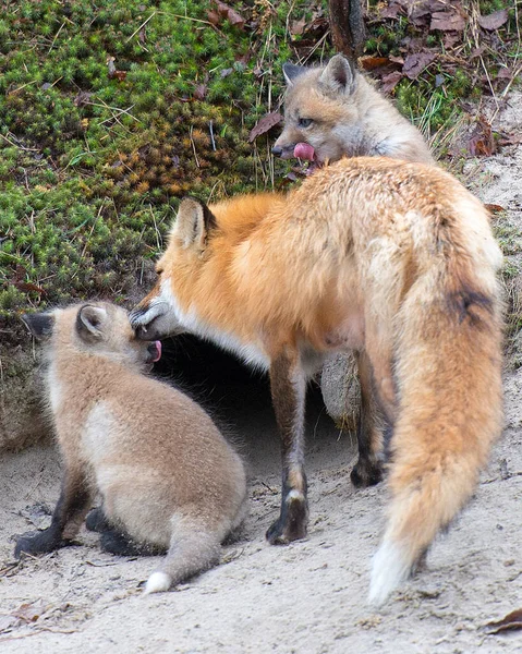 Fox Red Fox Животных Крупным Планом Вид Скале Лесу Размытым — стоковое фото