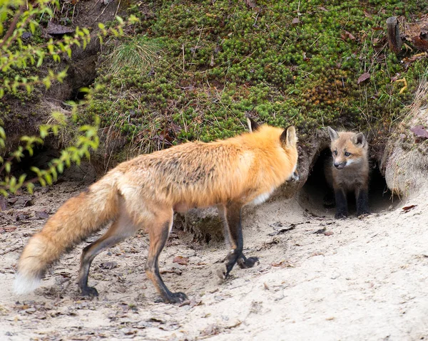 Fox Red Fox animal  close-up profile view on a rock in the forest with blur background its surrounding and environment, displaying its fur, head, eyes, ears, nose, paws, bushy tail.