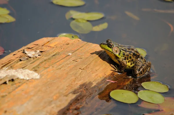 Kikker Zittend Een Boomstam Het Water Die Zijn Lichaam Hoofd — Stockfoto