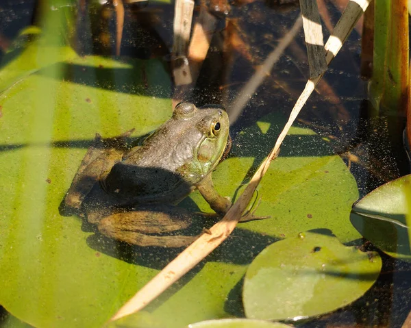 青蛙坐在水里的圆木上 暴露自己的身体 眼睛以及周围的环境 肖像画 — 图库照片