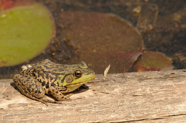 青蛙坐在水里的圆木上 在它的环境和周围展示着绿色的身体 腿和眼睛 肖像画 — 图库照片