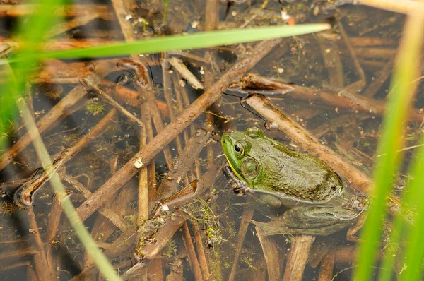 Žába Sedí Vodě Ukazuje Zelené Tělo Hlavu Nohy Oko Tlapky — Stock fotografie