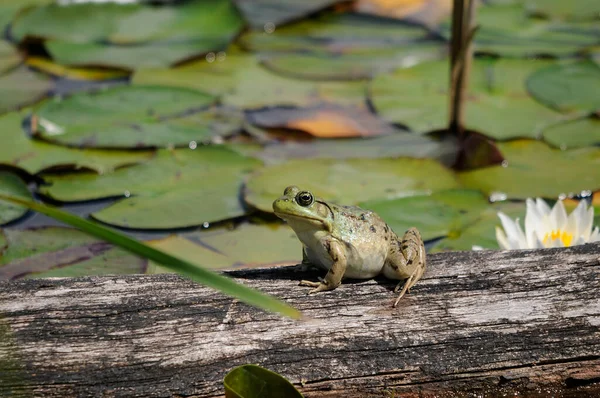 Kikker Zittend Een Boomstam Het Water Met Leliekussens Rond Kikker — Stockfoto