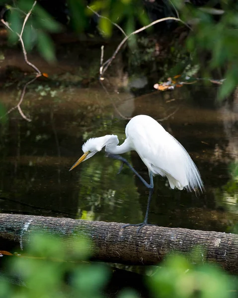 Silberreiher Nahaufnahme Auf Einem Baumstamm Wasser Mit Einem Unscharfen Vordergrund — Stockfoto