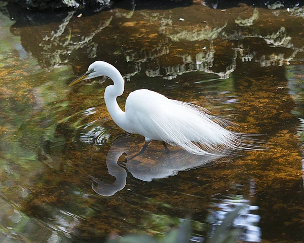 Silberreiher Vogel Wasser Mit Spiegelung Während Seinen Körper Flügel Kopf — Stockfoto
