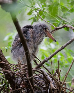 Yuvadaki yeşil balıkçıl bebek tüylerini, gözlerini, gagasını, bokeh arkaplanını ve etrafındaki ve çevresindeki bulanık ön planı sergiliyor..