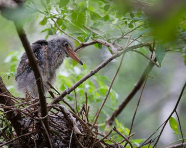 Yuvadaki yeşil balıkçıl bebek tüylerini, gözlerini, gagasını, bokeh arkaplanını ve etrafındaki ve çevresindeki bulanık ön planı sergiliyor..