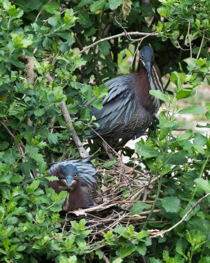 Yeşil balıkçıl kuşları yuvaya tüy, kafa, göz, gaga, kuş tüyü, ayak, kanat gibi tüylerini ve çevresini çevreleyen yaprak arka plan ve ön planlarını gözler önüne sererek profil görüntüsünü kapatırlar. Kameraya bakıyorum..