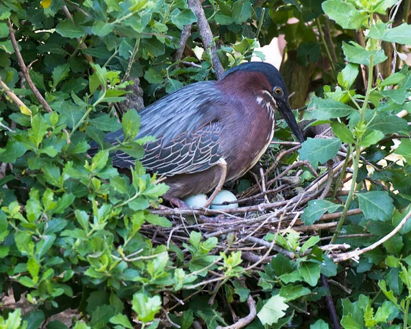 Grünreiher Mit Eiern Auf Dem Nest Mit Hintergrund Und Vordergrundblättern — Stockfoto