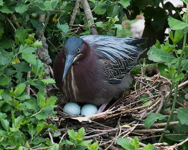 Yeşil balıkçıl kuşu yumurtalarla yuvaya yakın profil görüntüsü, mavi tüylerini ortaya çıkarıyor, baş, göz, gaga, tüyler, ayaklar, çevresindeki kanatlar ve çevresini çevreleyen yeşil bir ön plan ve arka plan.