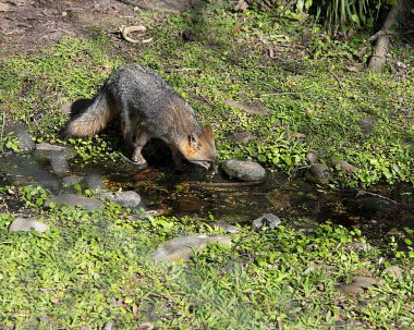 Bir tarlada, derenin kenarındaki gri tilki, vücudunu, başını, kulaklarını, gözlerini, burnunu, kuyruğunu ortaya çıkarıyor..