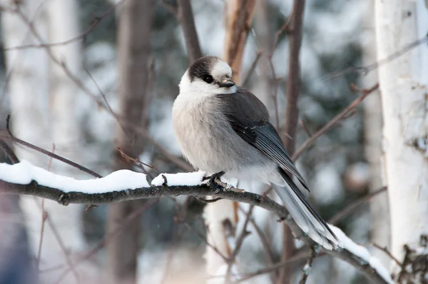 Oiseau Jay Gris Vue Profil Rapprochée Perché Sur Une Branche — Photo