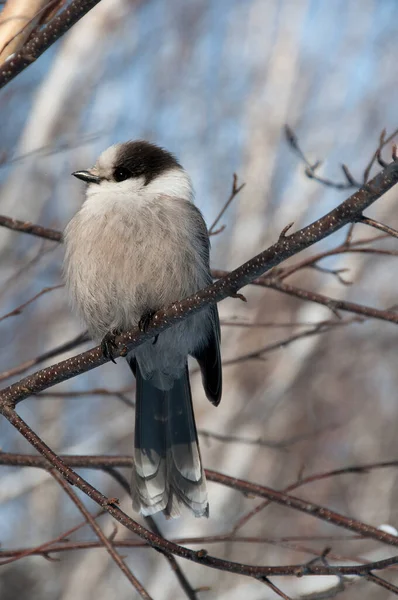 Gray Jay Pájaro Encaramado Una Rama Árbol Mientras Expone Cuerpo —  Fotos de Stock
