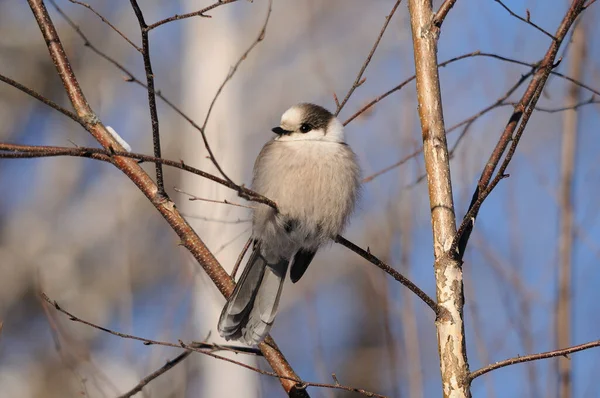 Gray Jay bird close-up profile view perched on a tree branch displaying feathers, head, eye, beak, tail, plumage with a bokeh background in its surrounding and environment in the winter season.