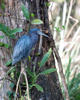Küçük Mavi Balıkçıl kuşu yakından profil görüntüsü vücudunu, başını, gagasını, gözünü, tüyünü, ayaklarını ortaya çıkarıyor..