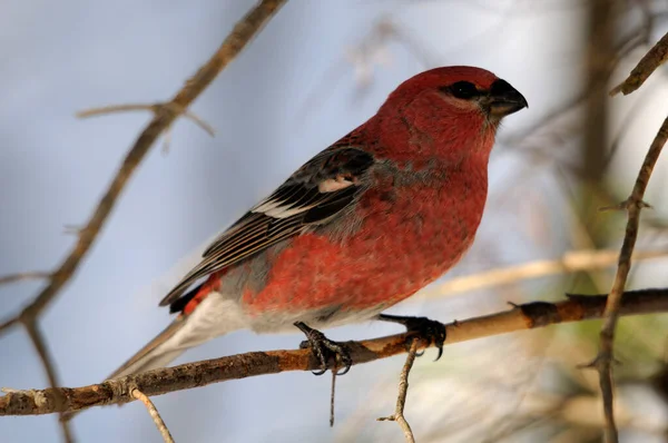 Grosbeak Pássaro Empoleirado Ramo Expondo Seu Corpo Cabeça Bico Olho — Fotografia de Stock