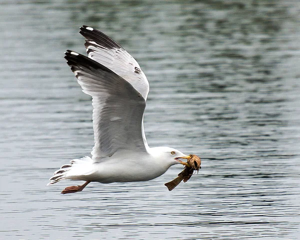 Gull Bird Flying Water Fish Its Beak Exposing Its Body — Stock Photo, Image