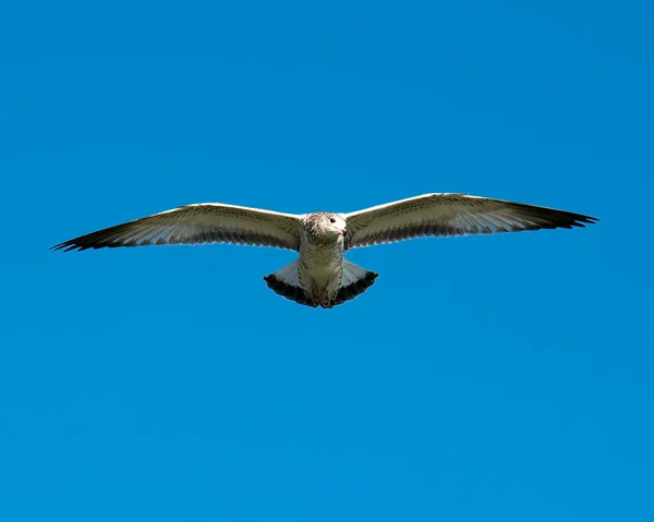 Gull bird flying with a bleu sky while exposing its body, head, beak, eye, lfeet, spread wings, white plumage with a bleu sky background.