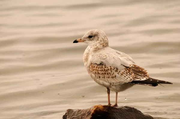 Perfil Primer Plano Pájaro Gaviota Encaramado Una Roca Por Agua — Foto de Stock