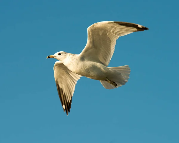 하늘을 배경으로 깃털을 드러내면서 날으는 갈매기 — 스톡 사진
