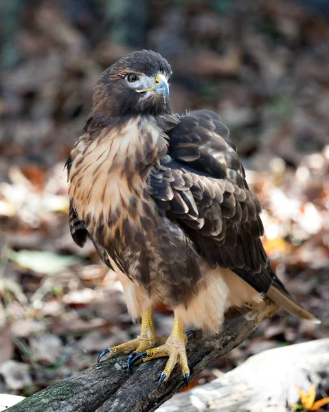 Hawk Ptak Zbliżenie Profil Widok Siedzący Wyświetlanie Brązowy Upierzenie Ciało — Zdjęcie stockowe