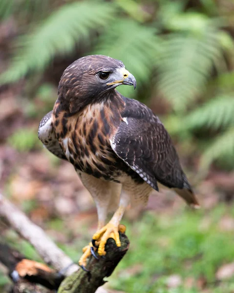 Hawk Bird Vue Profil Rapprochée Perché Sur Une Branche Affichant — Photo