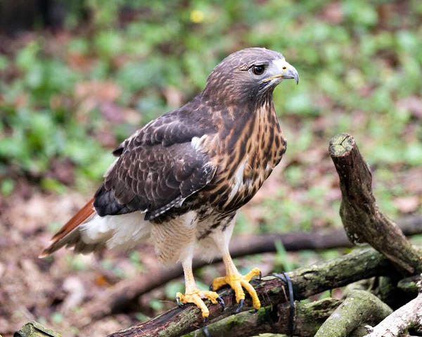 Pájaro Halcón Vista Primer Plano Del Perfil Encaramado Una Rama —  Fotos de Stock