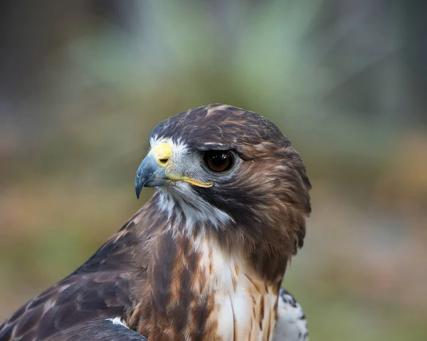 Falco Testa Uccello Primo Piano Esponendo Sua Testa Occhio Becco — Foto Stock