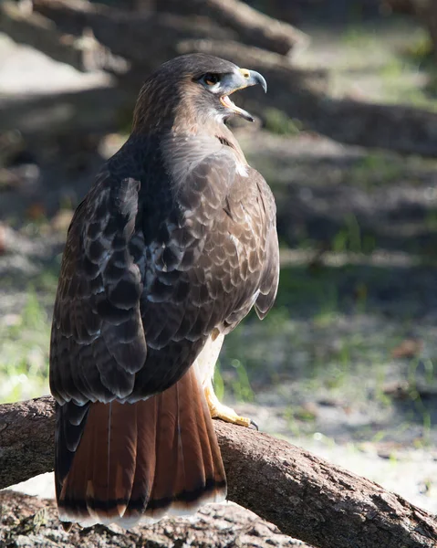 Hawk Ptak Siedzący Podczas Ekspozycji Jego Ciało Głowa Oko Dziób — Zdjęcie stockowe