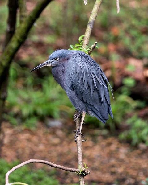 Kleine Blaureiher Vogel Nahaufnahme Profil Ansicht Hockt Seinen Körper Kopf — Stockfoto