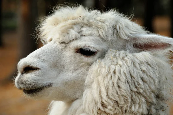 Lama animal close-up head profile view.