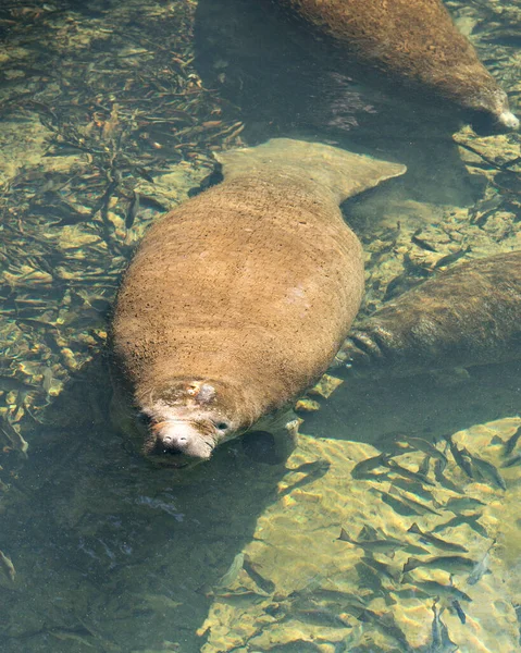 Manatí Mamífero Marino Mostrando Fosa Nasal Ojos Paleta Aletas Rodeado — Foto de Stock