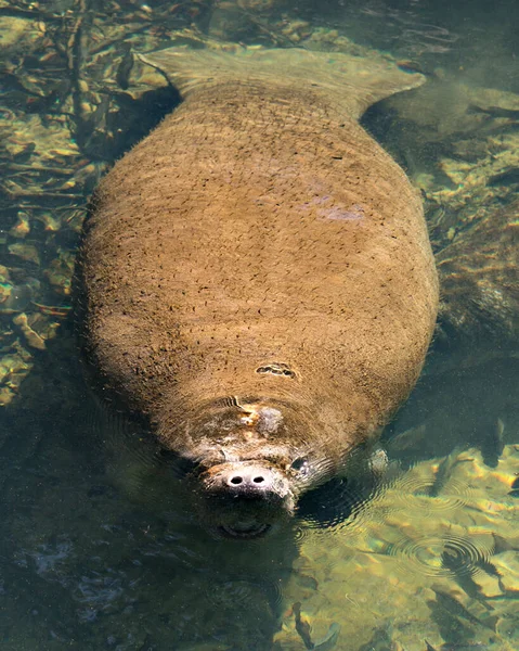 Manatee Mamifer Marin Afișează Nara Ochii Zbaturi Flippers Înconjurat Pește — Fotografie, imagine de stoc