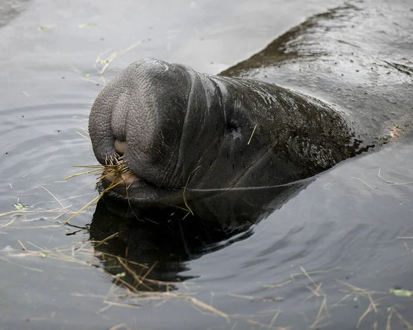 Manatee Közelkép Fejlövés Profil Kilátás Környezet Élőhely Eszik Füvet — Stock Fotó