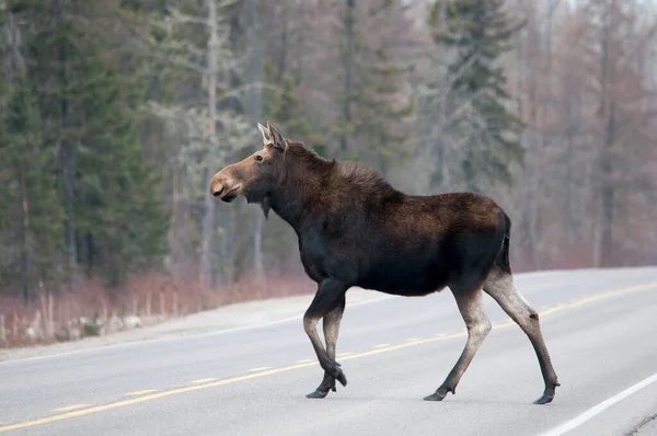 Animales Alces Cruzando Carretera Temporada Invierno Con Fondo Bokeh Sus — Foto de Stock