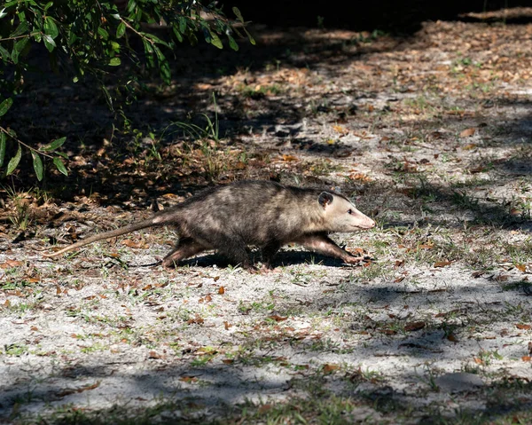 Opossum Hayvanı Tarlada Yiyecek Ararken Vücudunu Başını Gözünü Pembe Burnunu — Stok fotoğraf