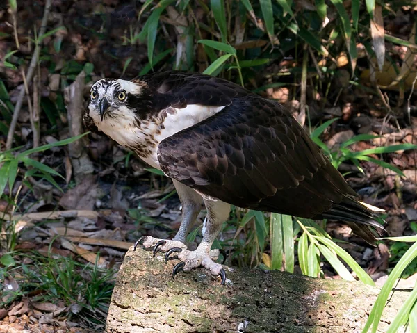 Osprey Ptak Zbliżenie Profil Widok Siedzący Liści Tła Wyświetlające Brązowe — Zdjęcie stockowe