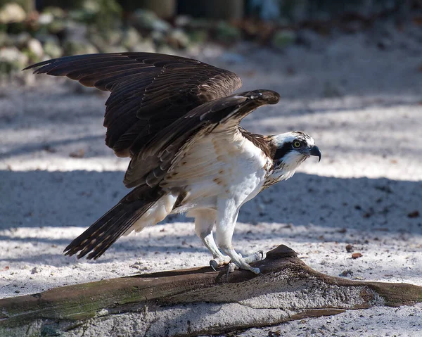 Osprey Visão Perfil Pássaro Com Asas Abertas Seu Entorno Ambiente — Fotografia de Stock