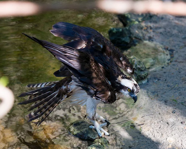 Osprey Pássaro Água Uma Rocha Com Asas Espalhadas Exibindo Penas — Fotografia de Stock