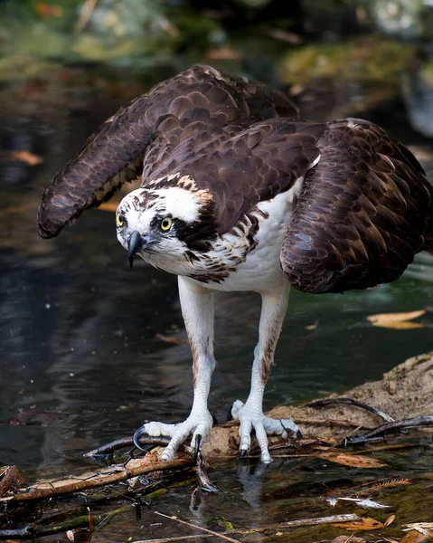 Osprey Bird Close Profile View Exibindo Asas Abertas Bico Olhos — Fotografia de Stock