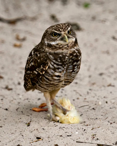 Bird Close Profiel Zicht Staan Zijn Prooi Kijken Naar Omgeving — Stockfoto