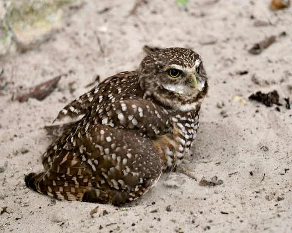 Uil Florida Buigen Uil Close Profiel Bekijk Zand Achtergrond Het — Stockfoto